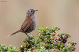 Line-fronted Canastero 