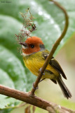 Lulus Tody-flycatcher 