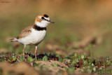 Collared Plover