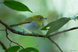 Ashy-bellied White-eye