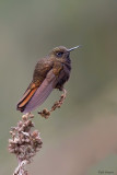 Black Metaltail