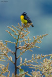 Black-and-gold Tanager 