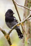 Variable Antshrike 