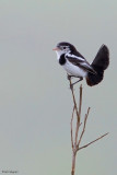 Cock-tailed Tyrant