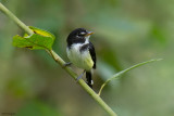 Black-and-white Tody-tyrant
