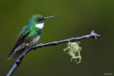 White-throated Hummingbird 