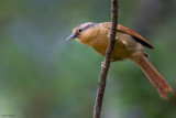 Buff-fronted Foliage-gleaner