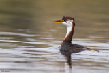Titicaca Grebe