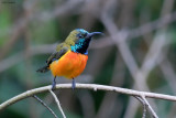 Flame-breasted Sunbird