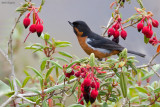 Black-throated Flowerpiercer