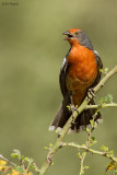 White-tipped Plantcutter