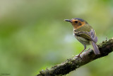 Ochre-faced Tody-flycatcher 