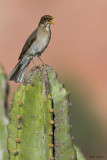 Creamy-bellied Thrush