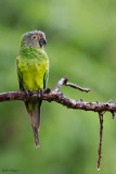 Dusky-headed Parakeet 