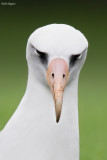 Laysan Albatross