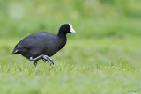 Hawaiian Coot