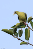 Flores Green-pigeon