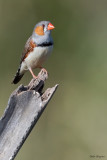 Timor Zebra Finch