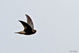 Edible-nest Swiftlet