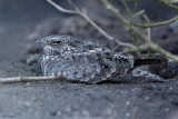 Savanna Nightjar 