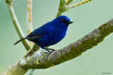 Indigo Flowerpiercer