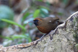 Orange-breasted Laughingthrush 