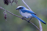 Florida scrub jay