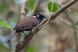 Cambodian Laughingthrush 