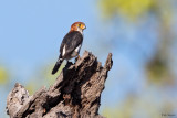 White-rumped Falcon