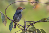 Cambodian Tailorbird