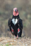Red-headed Vulture