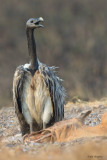 Slender-billed Vulture