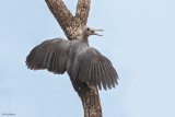 Great Slaty Woodpecker