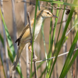 Manchurian Reed-warbler