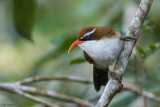 Red-billed Scimitar Babbler