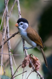 Black-crowned Parrotbill