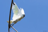 Yellow-crested Cockatoo