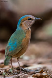 Blue-rumped Pitta