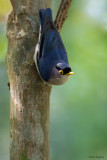 Yellow-billed Nuthatch
