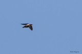 Silver-backed Needletail
