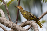 Fernandinas Flicker 