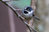 Grey-crowned Tit 