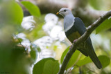 Black-backed Fruit-dove 
