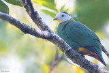 Black-naped Fruit-dove