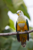 Rose-crowned Fruit Dove 