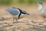 Egyptian Plover