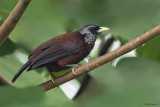 Black-crowned Capuchin Babbler