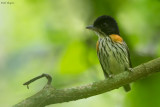 Rufous-sided Broadbill