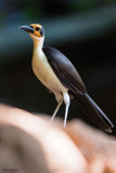 White-necked Rockfowl