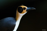 White-necked Rockfowl